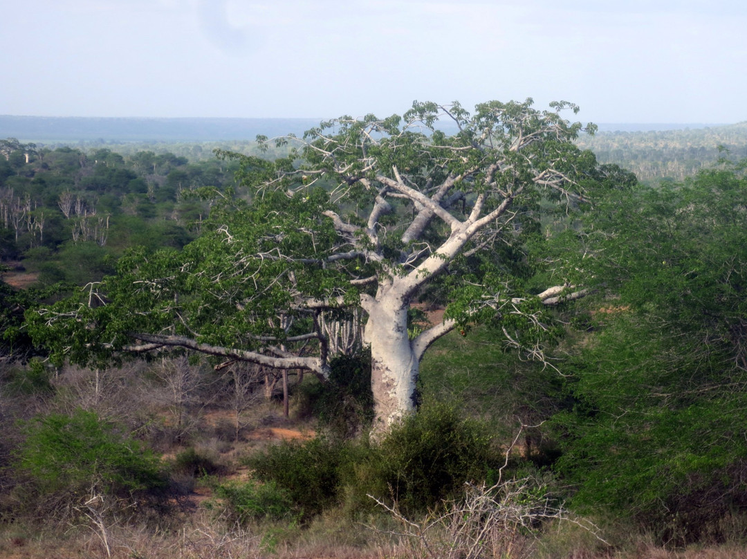 Parque Nacional do Quiçama景点图片