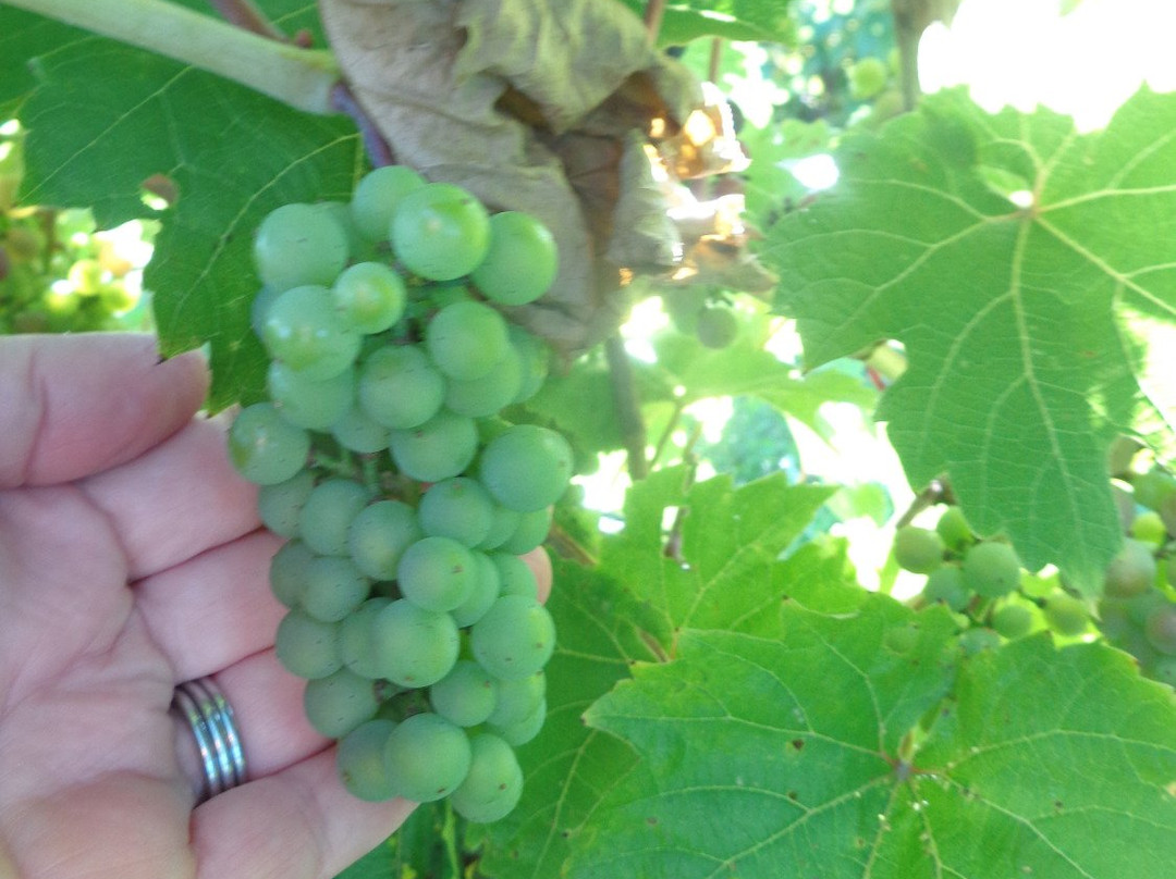 Vignoble Domaine L'Ange Gardien景点图片