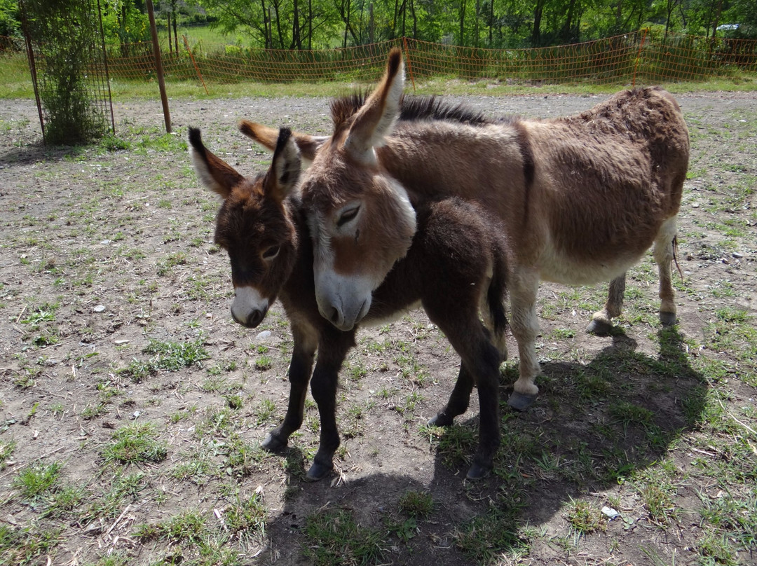 Parc Animalier De Lussas-Lussas必去景点