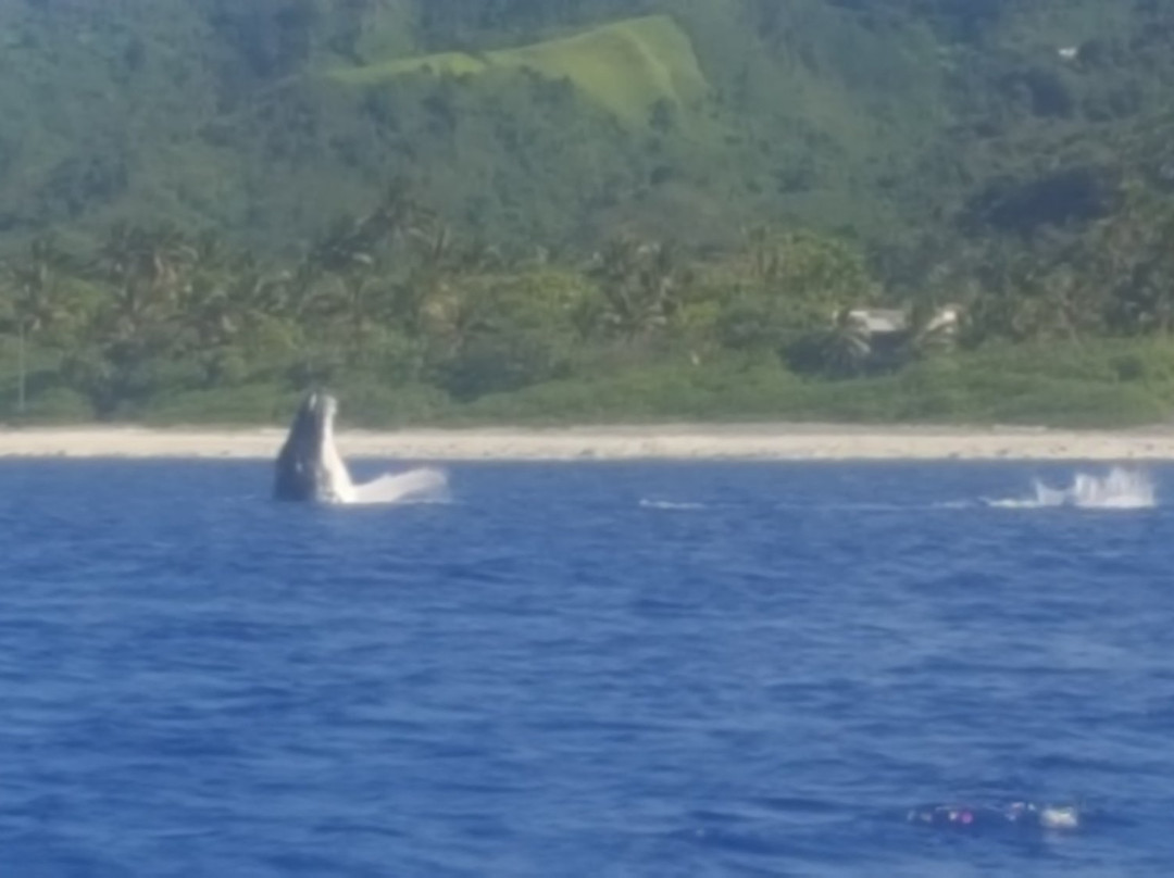 Vision Fishing Charters-阿瓦鲁阿必去景点