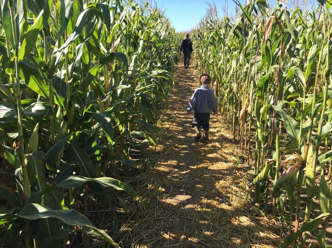 Wolfe Island Corn Maze景点图片