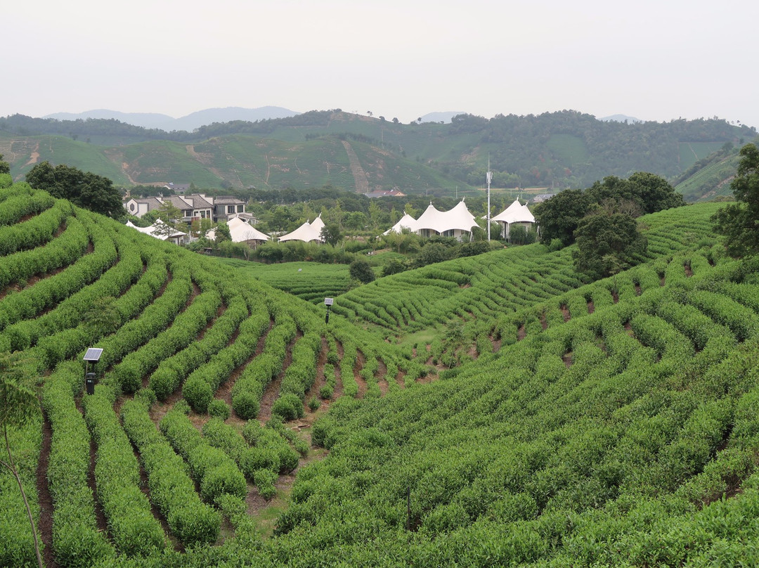 帐篷客·溪龙茶谷度假酒店主图