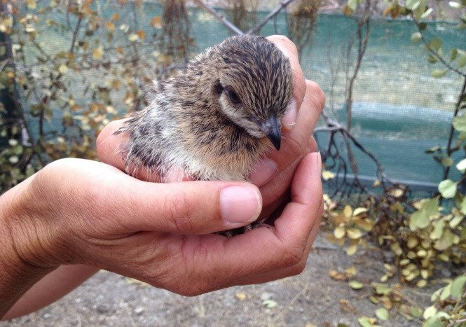 Yongergnow Australian Malleefowl Centre-Ongerup必去景点