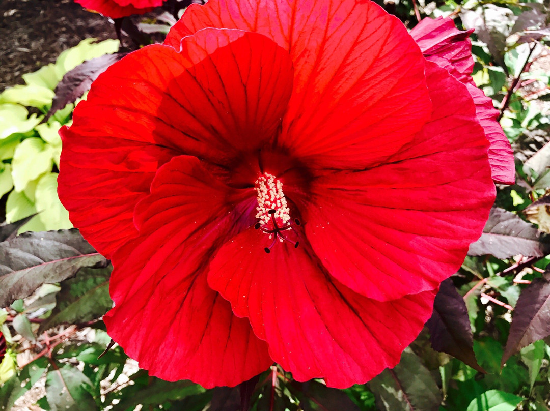 Michigan State University Horticultural Gardens景点图片
