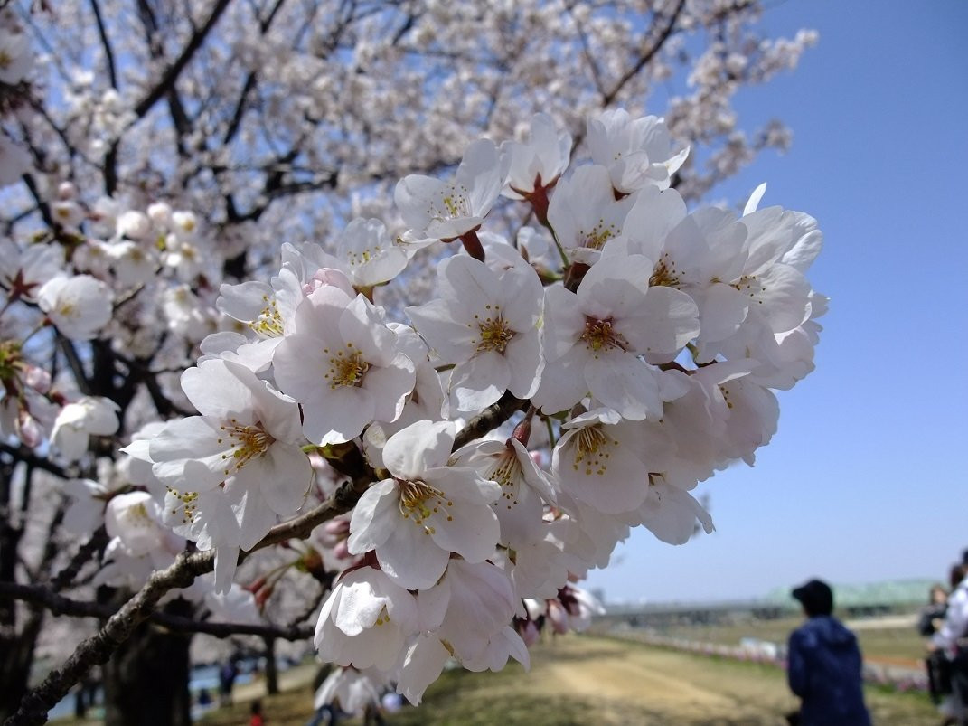 Arakawa Akabane Cherry Blossoms景点图片