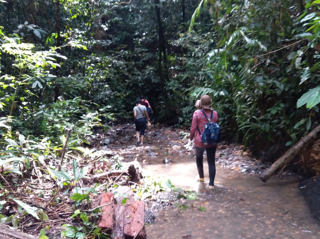 Bukit Patoi Forest Recreation Park-Bangar必去景点
