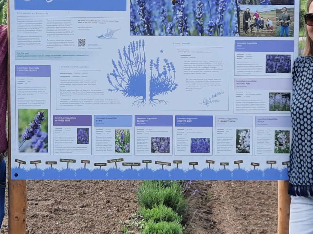 Kaiserstuhl Lavendel Gbr景点图片