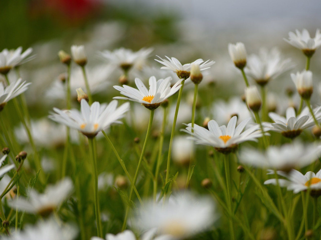 Flower Park Urashima景点图片