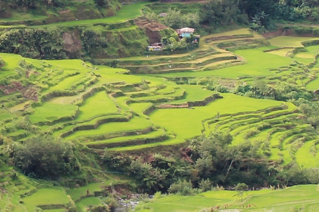 Nungulunan Rice Terraces景点图片