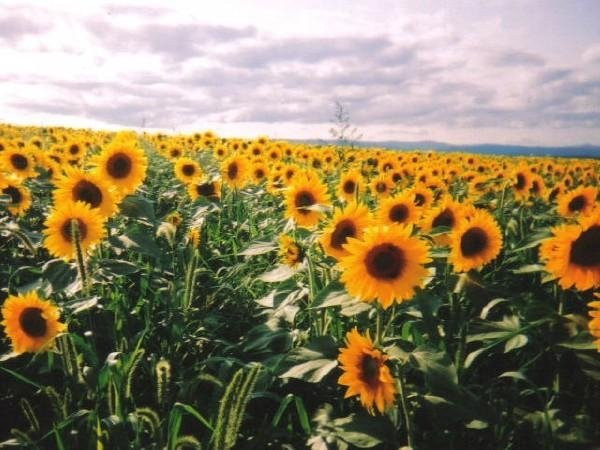 Nayoro Chiebun Sunflower Farm-名寄必去景点