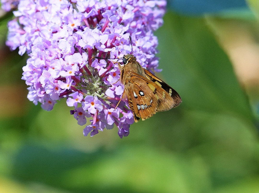 Belgrave Lake Park-贝尔格雷夫必去景点