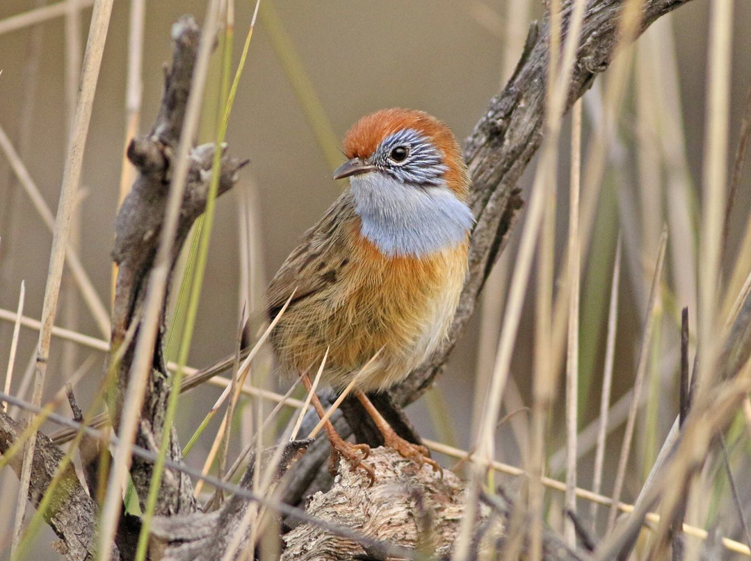 Wyperfeld National Park景点图片
