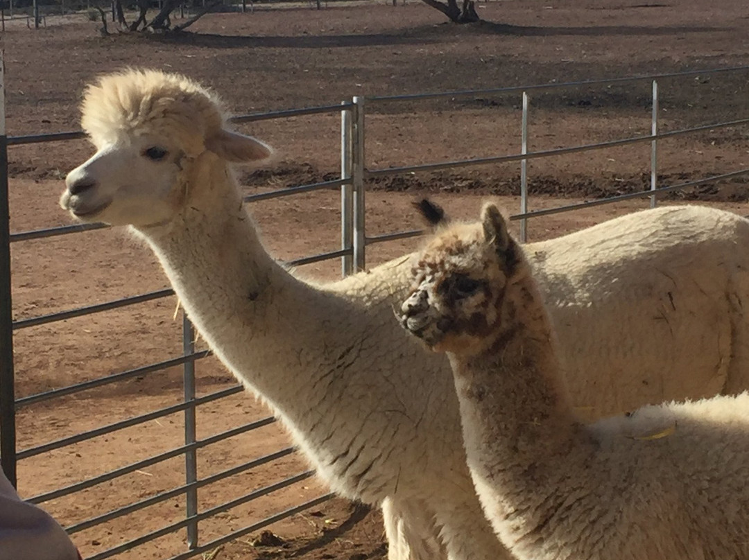 Que Sera Alpaca-圣菲必去景点