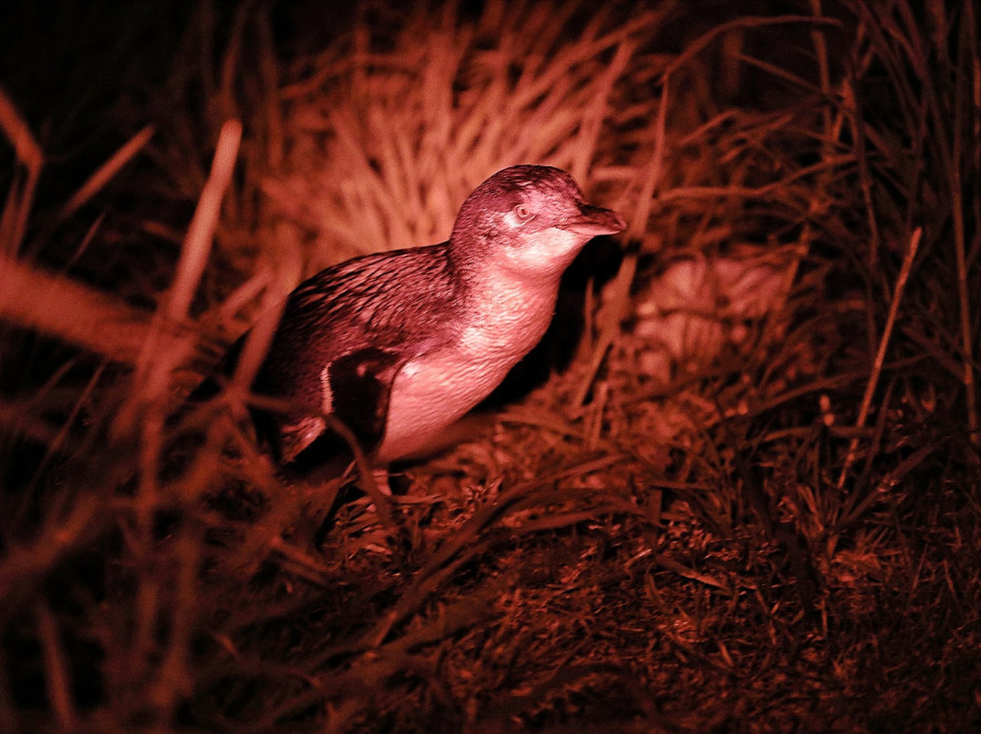 Bonnet Island Experience-斯特拉恩必去景点