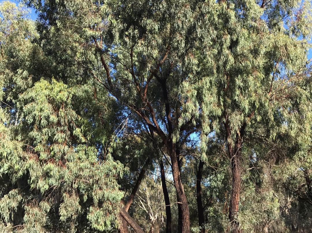 Euroa Arboretum-尤罗阿必去景点