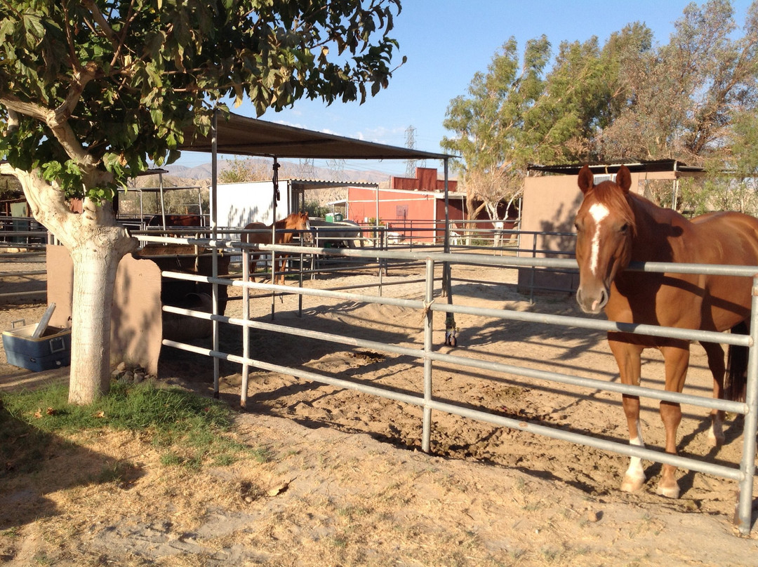 Ivey Ranch Equestrian Center-Thousand Palms必去景点
