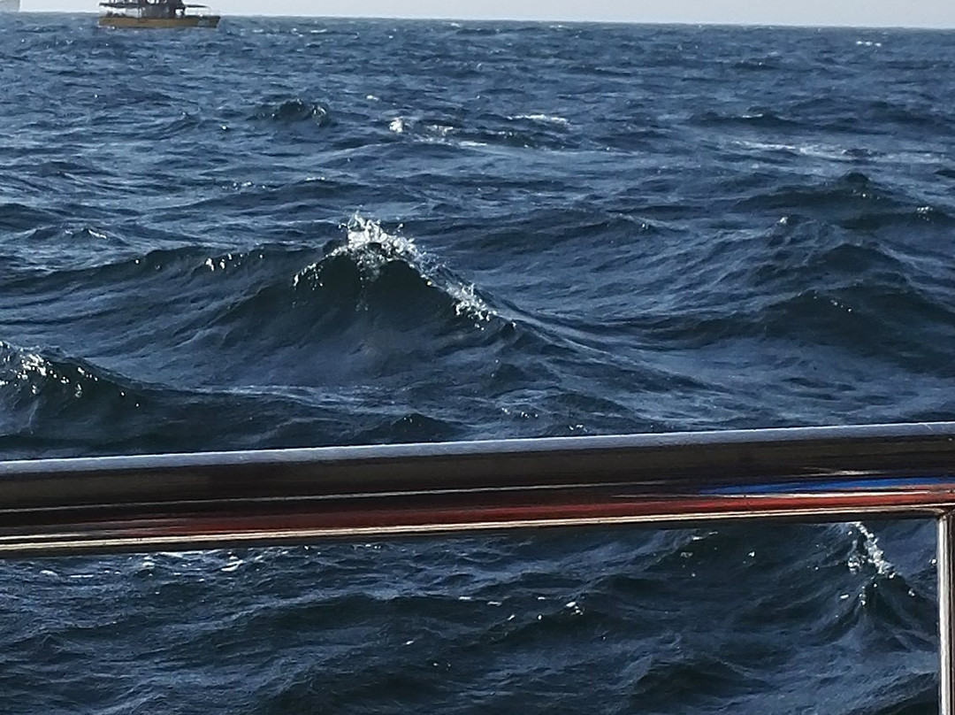 Whale Watching Safari-乌纳瓦图纳必去景点