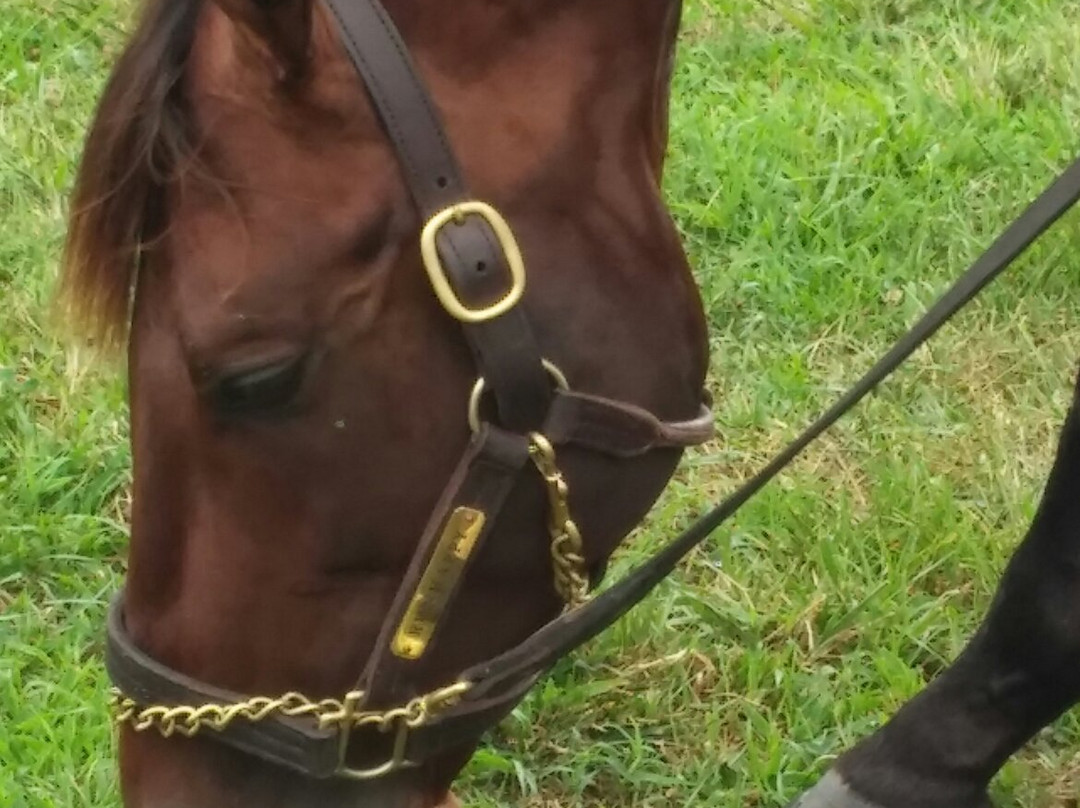 The Thoroughbred Center-列克星敦必去景点