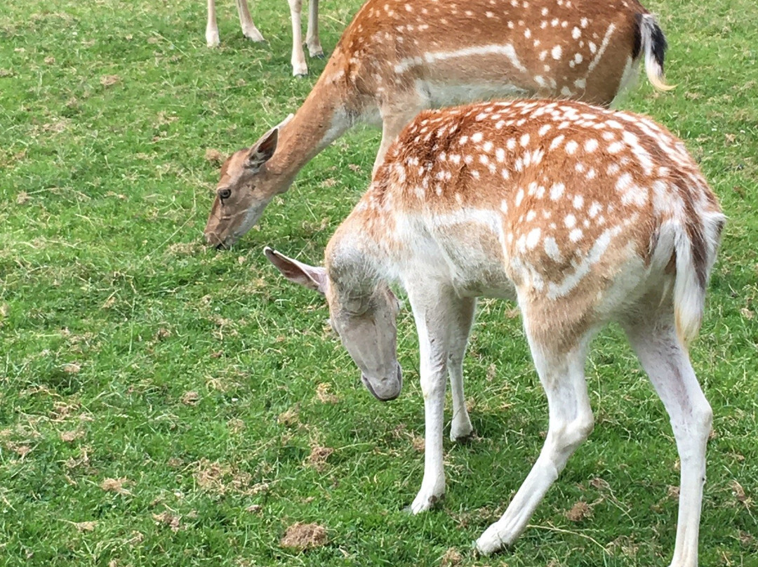 Parc Animalier de La Dame Blanche景点图片