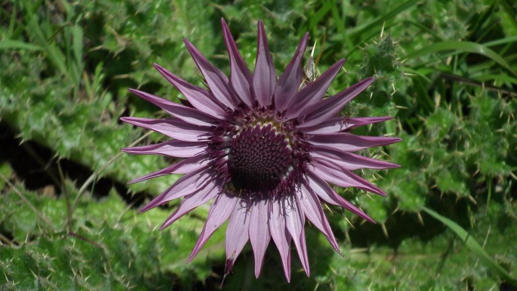 Naude's Nek Pass (R396)-Maclear必去景点