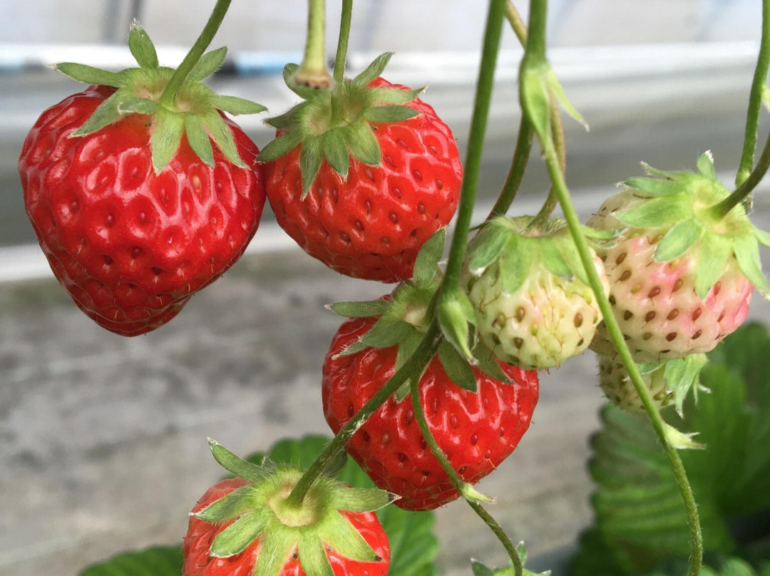 Nikko Strawberry Park-日光市必去景点