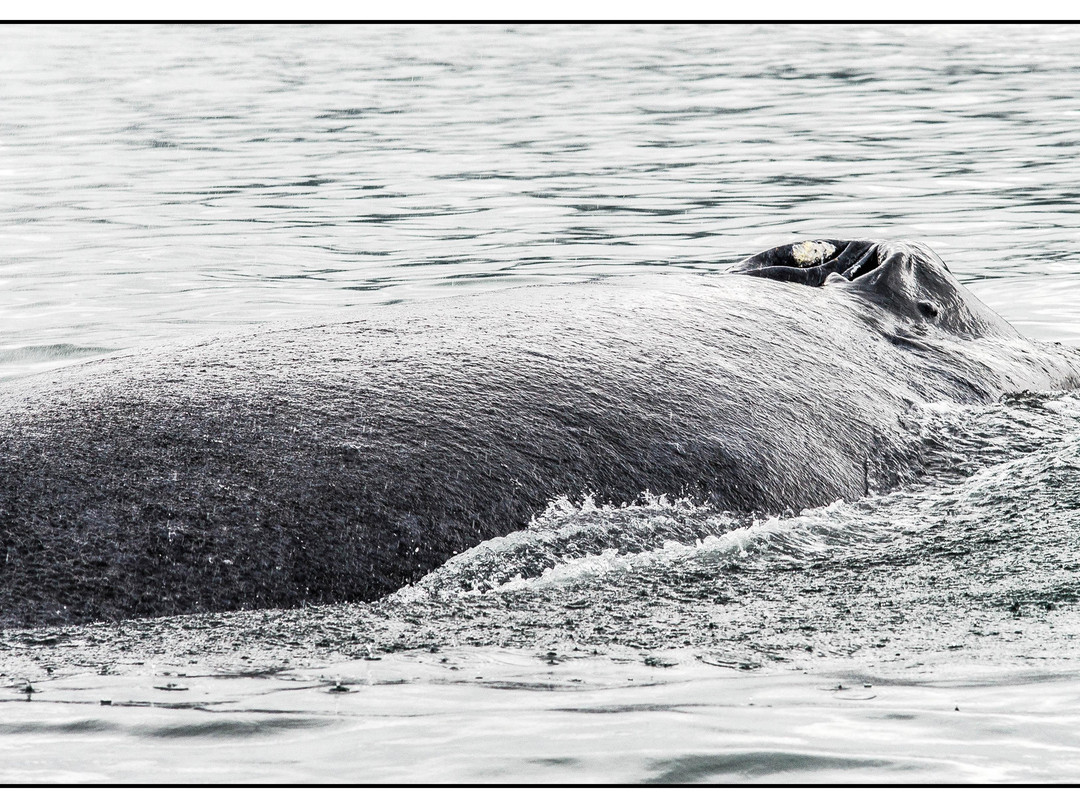 Wild Alaska Charters-古斯塔夫斯必去景点