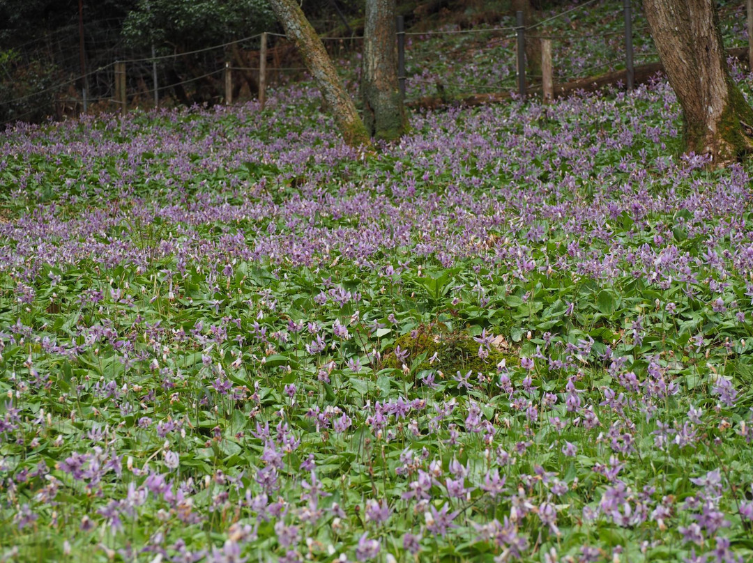 Tashinji Temple-丹波市必去景点
