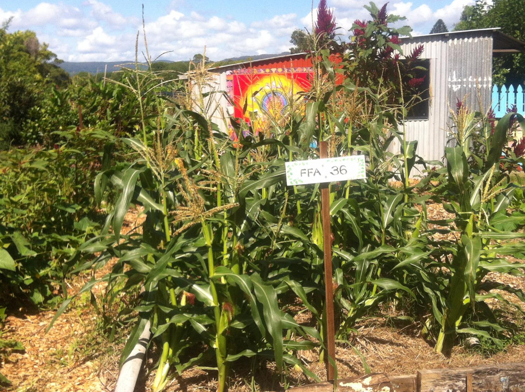 Mullumbimby Community Gardens景点图片
