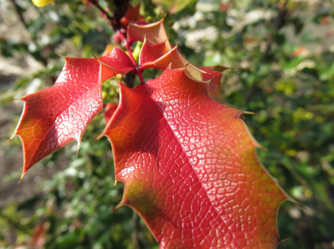 Talking Water Gardens-奥尔巴尼必去景点