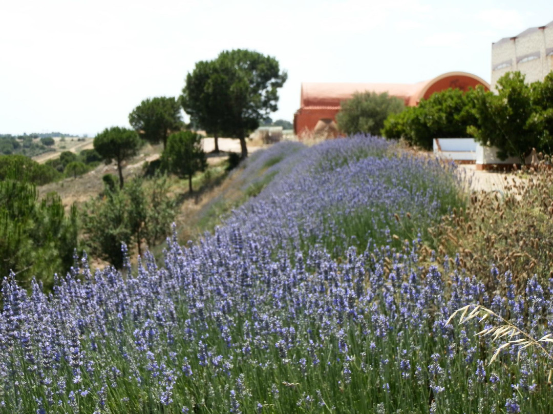 Bodega Cyan-Toro必去景点