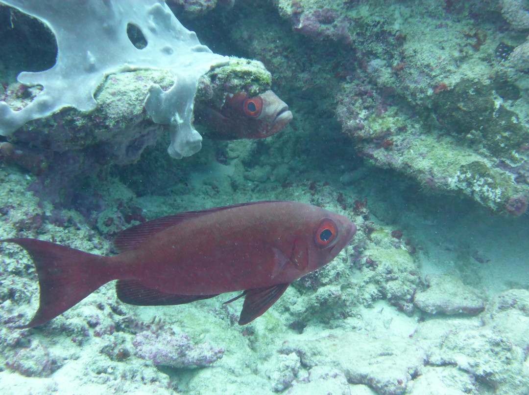 Nemo Diving Center-弗力克昂弗雷克必去景点