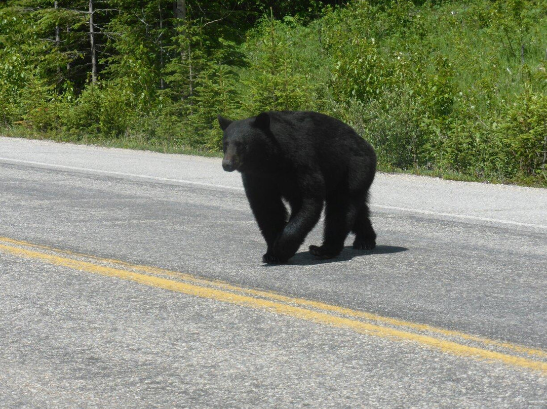 Sunwapta Pass-艾伯塔必去景点