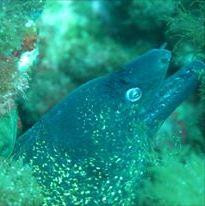 Dive'n Mallorca-Cala Ferrera必去景点