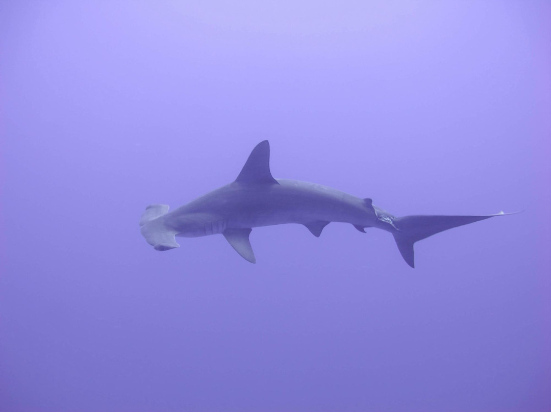 Daedalus Reef Lighthouse-红海和西奈半岛必去景点