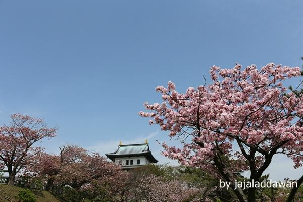 Matsumae Cherry Blossom Festival-松前町必去景点