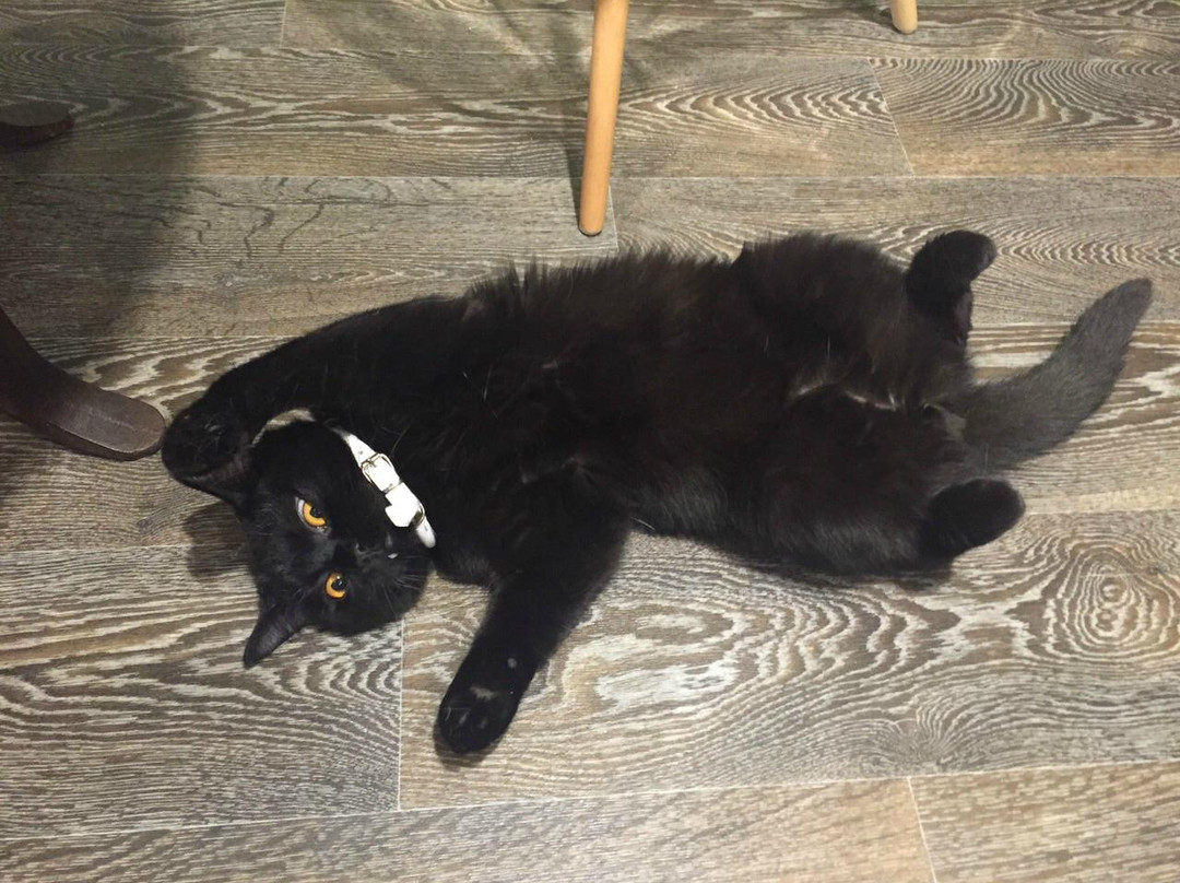 Catcafe Cats & People-莫斯科必去景点