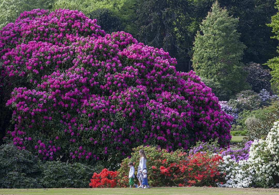Castle Kennedy Gardens景点图片
