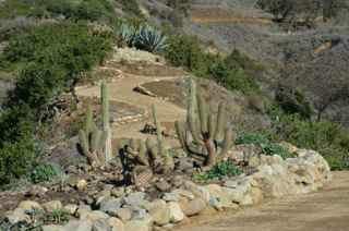 Ventura Botanical Gardens景点图片