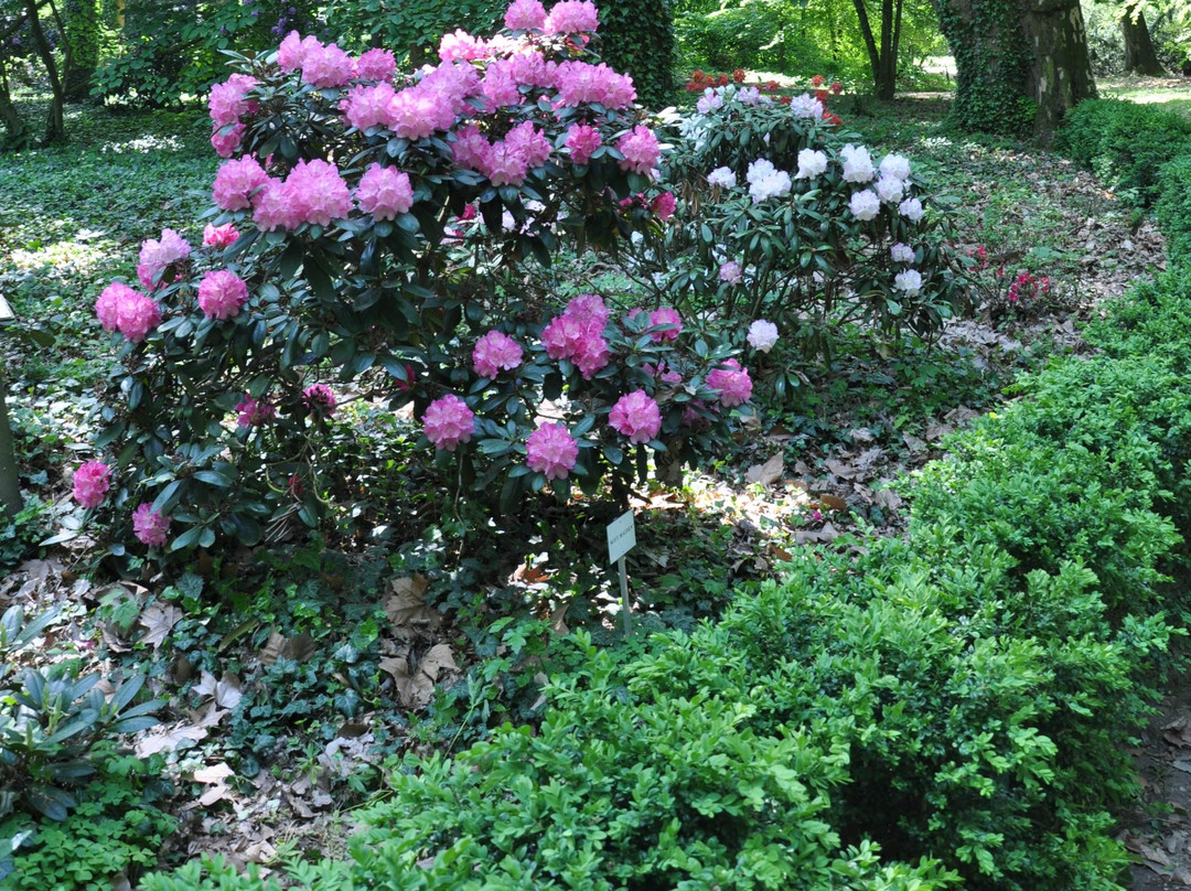 Arboretum Kórnickie景点图片
