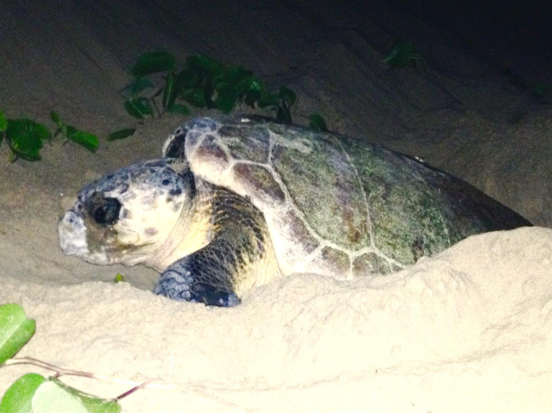 伊西曼格利索湿地公园-圣露西亚必去景点