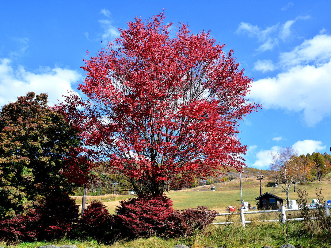Tateshina Ranch-立科町必去景点
