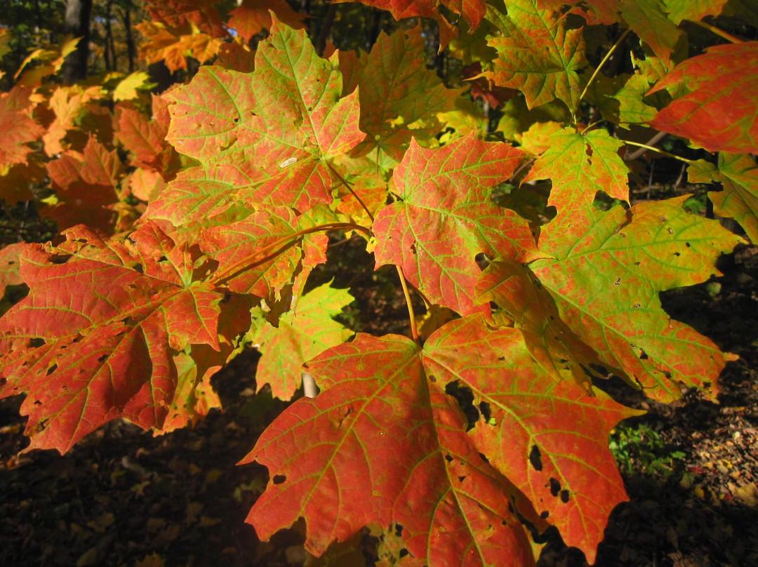 Bois Chomedey-拉瓦尔必去景点