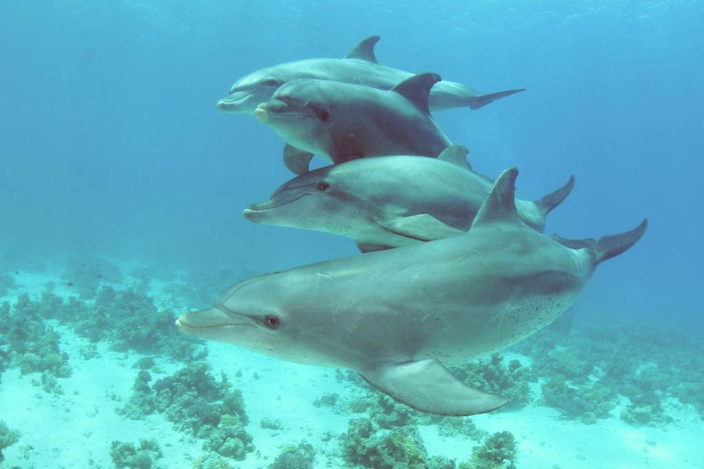 iDive Diving Centre-马卡迪湾必去景点