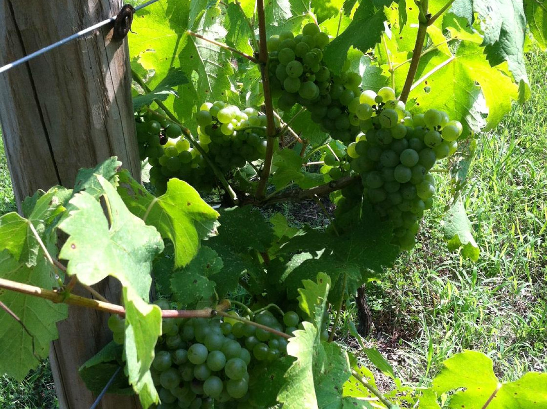 Elk Island Winery-Goochland必去景点