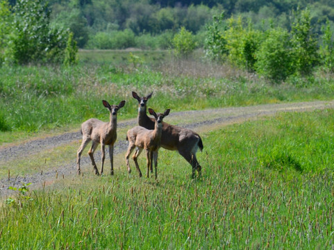 Tualatin River National Wildlife Refuge-Sherwood必去景点