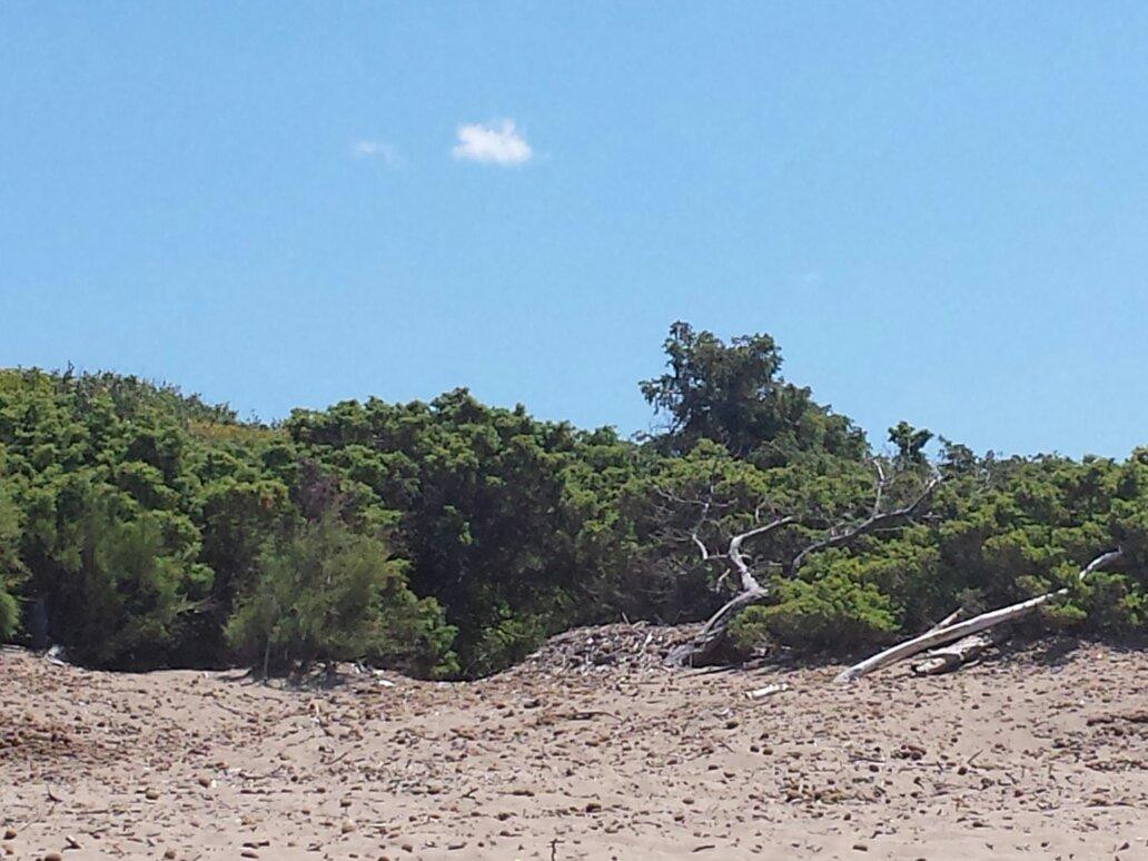 Rimigliano Coastal Park景点图片