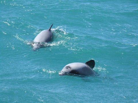 Akaroa Shuttle景点图片
