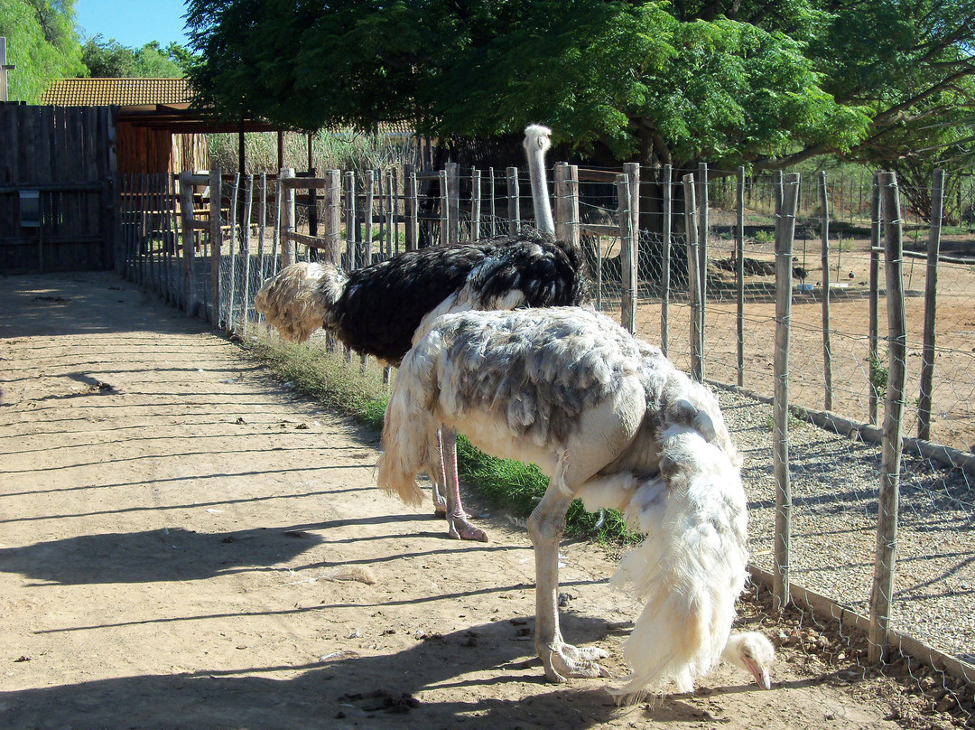 Safari Ostrich Farm-奥兹洪必去景点