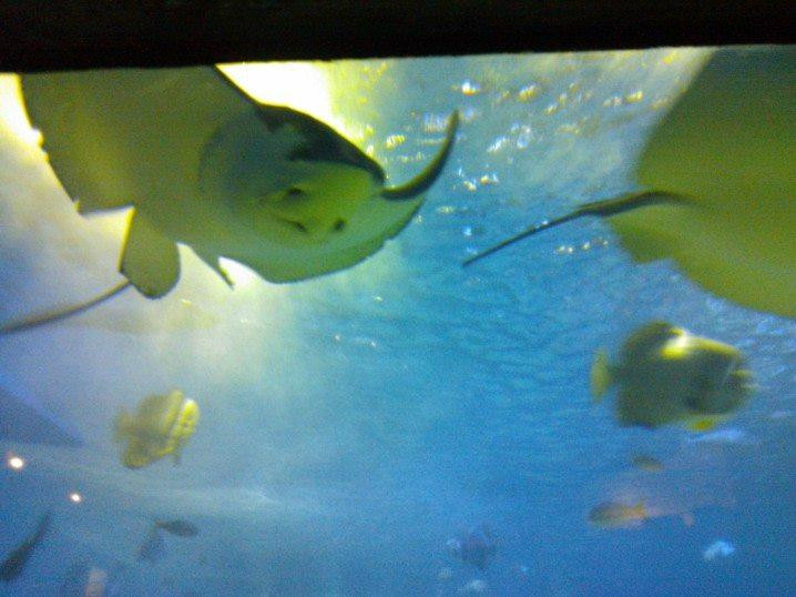 马尼拉海洋公园-马尼拉必去景点