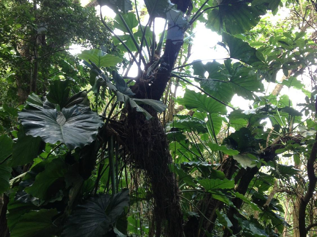 Oriole Walkway Trail-蒙特塞拉特必去景点